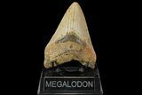 Fossil Megalodon Tooth - North Carolina #109799-1